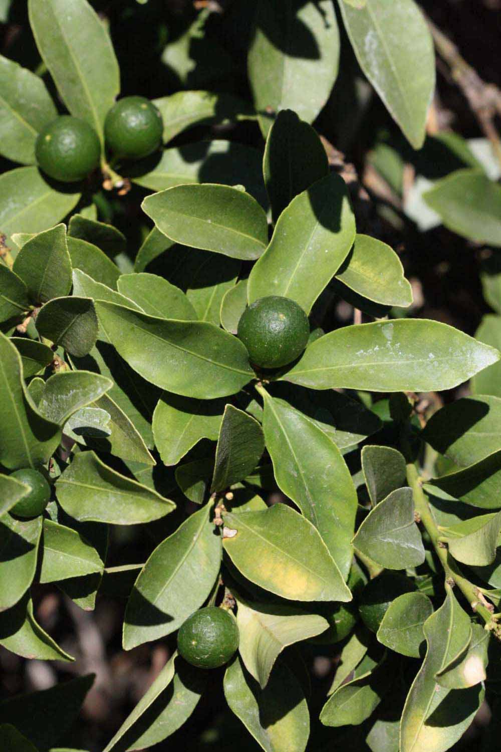              Sun leaves (Riverside, CA)       